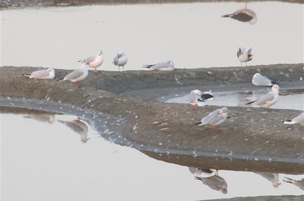 Observation des oiseaux du marais vendéen